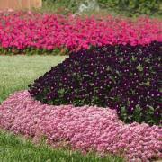 Outsidepride Alyssum Deep Pink Ground Cover Seed - 2000 Seeds