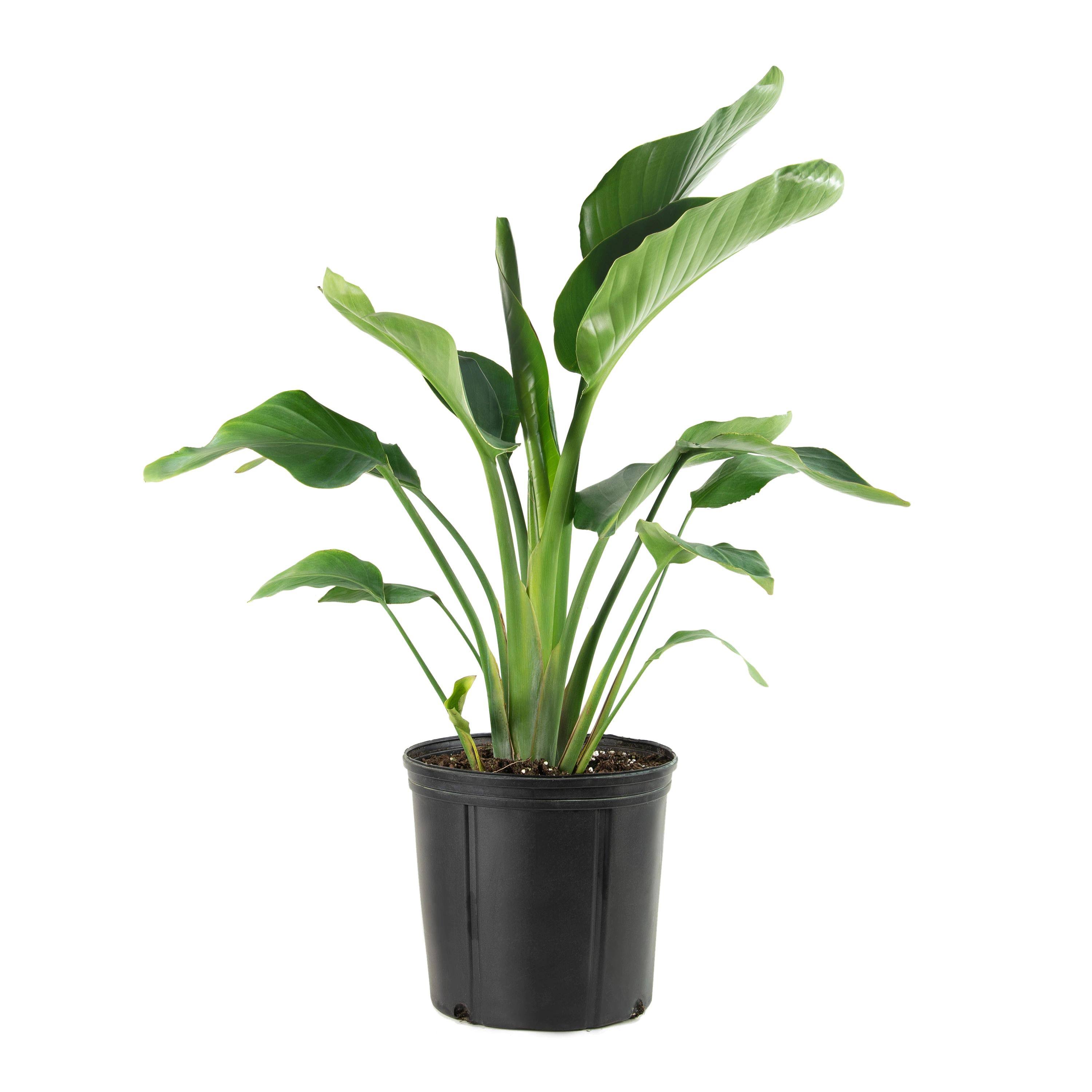 National Plant Network 10 in. Bird of Paradise Plant with White Blooms