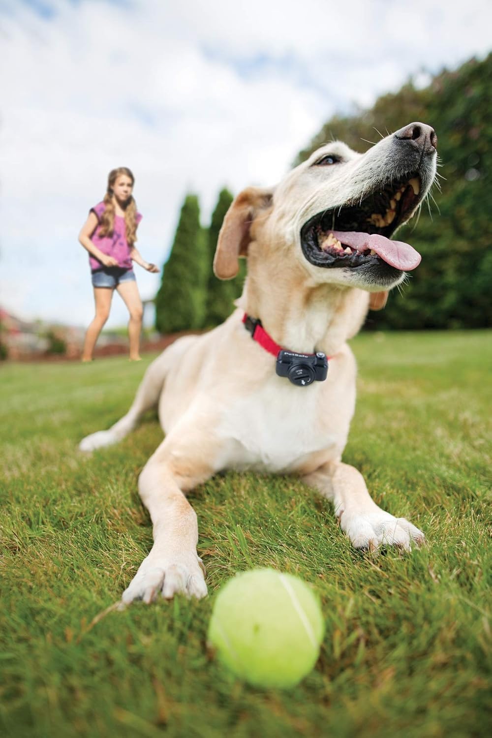 Clôture anti fugue avec fil pour chien plus de 3,6 kg 4 niveaux étanche