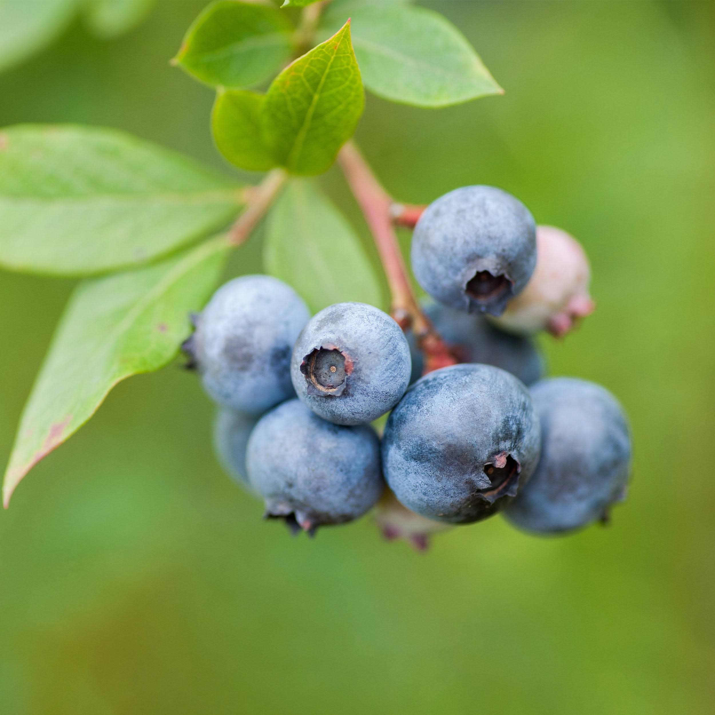 Bushel and Berry Jelly Bean Blueberry, Bare Root, Non-GMO (Bag of 2)