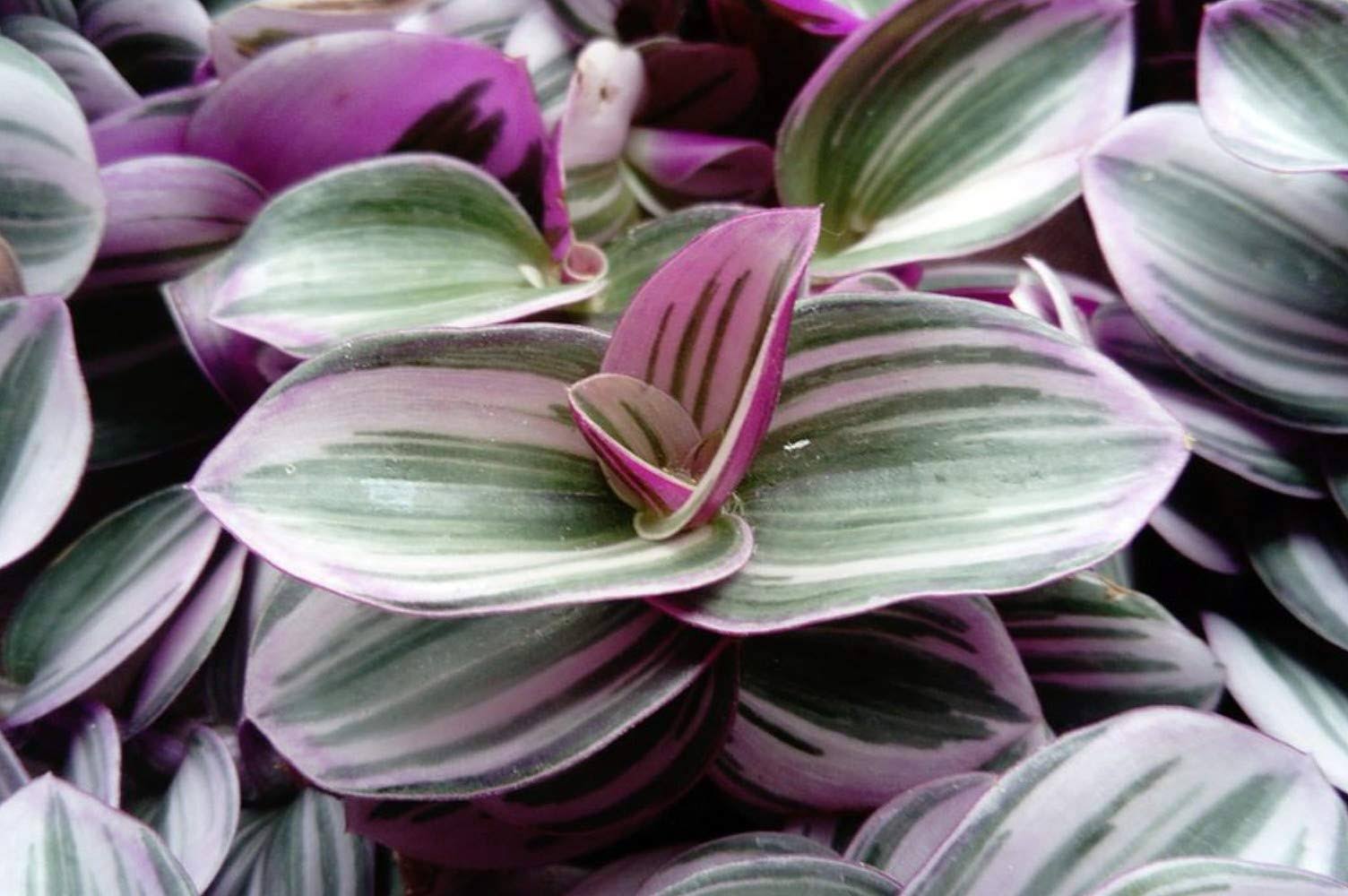 Rare Nanouk Pink Tradescantia - 2