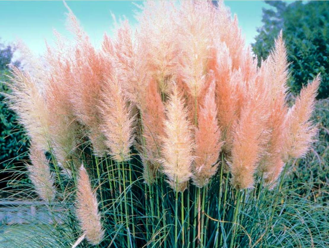 4 Pink Pampas Grass Plants - Cortaderia Selloana Rosea - 2.5