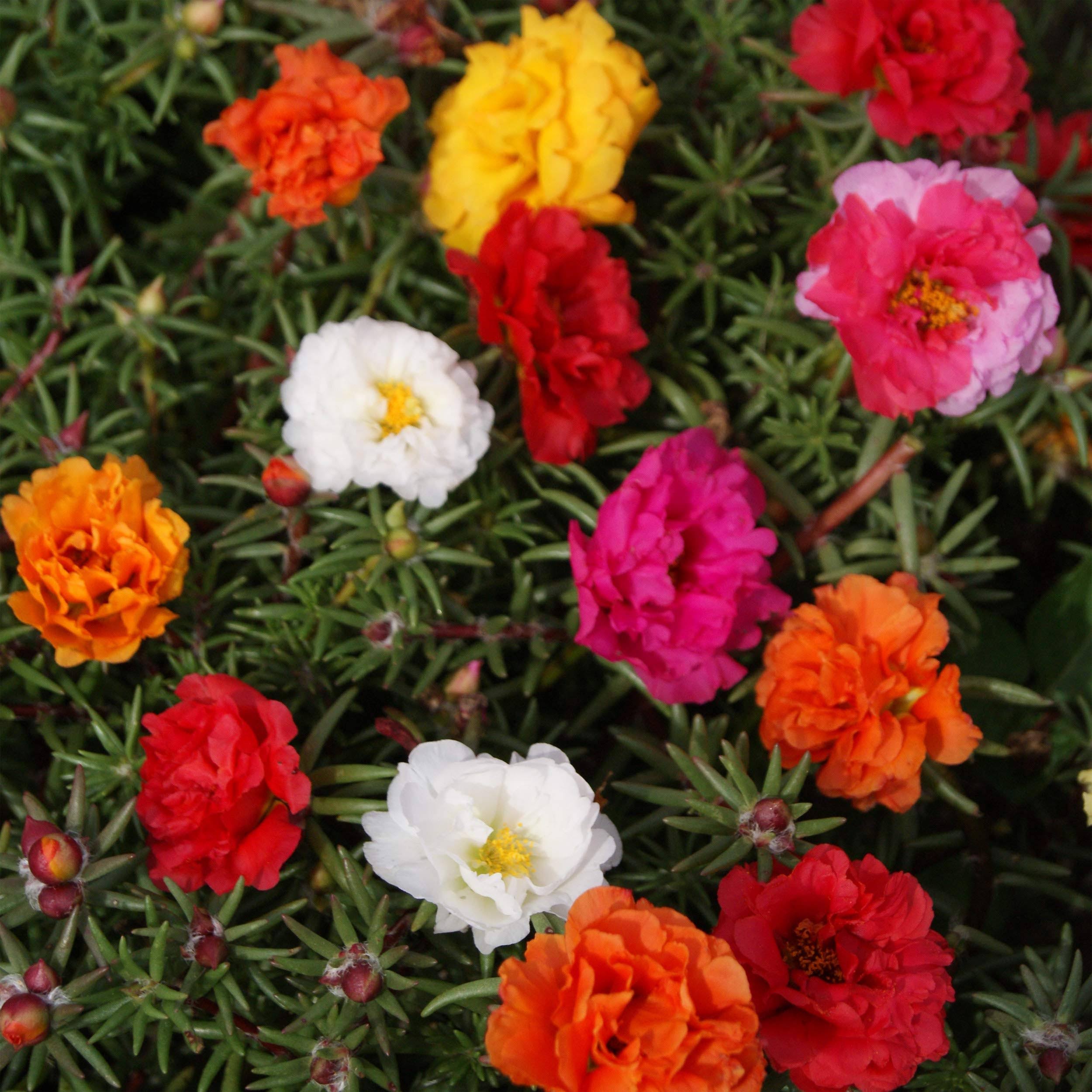 Outsidepride Moss Rose Mix - 10000 Seeds