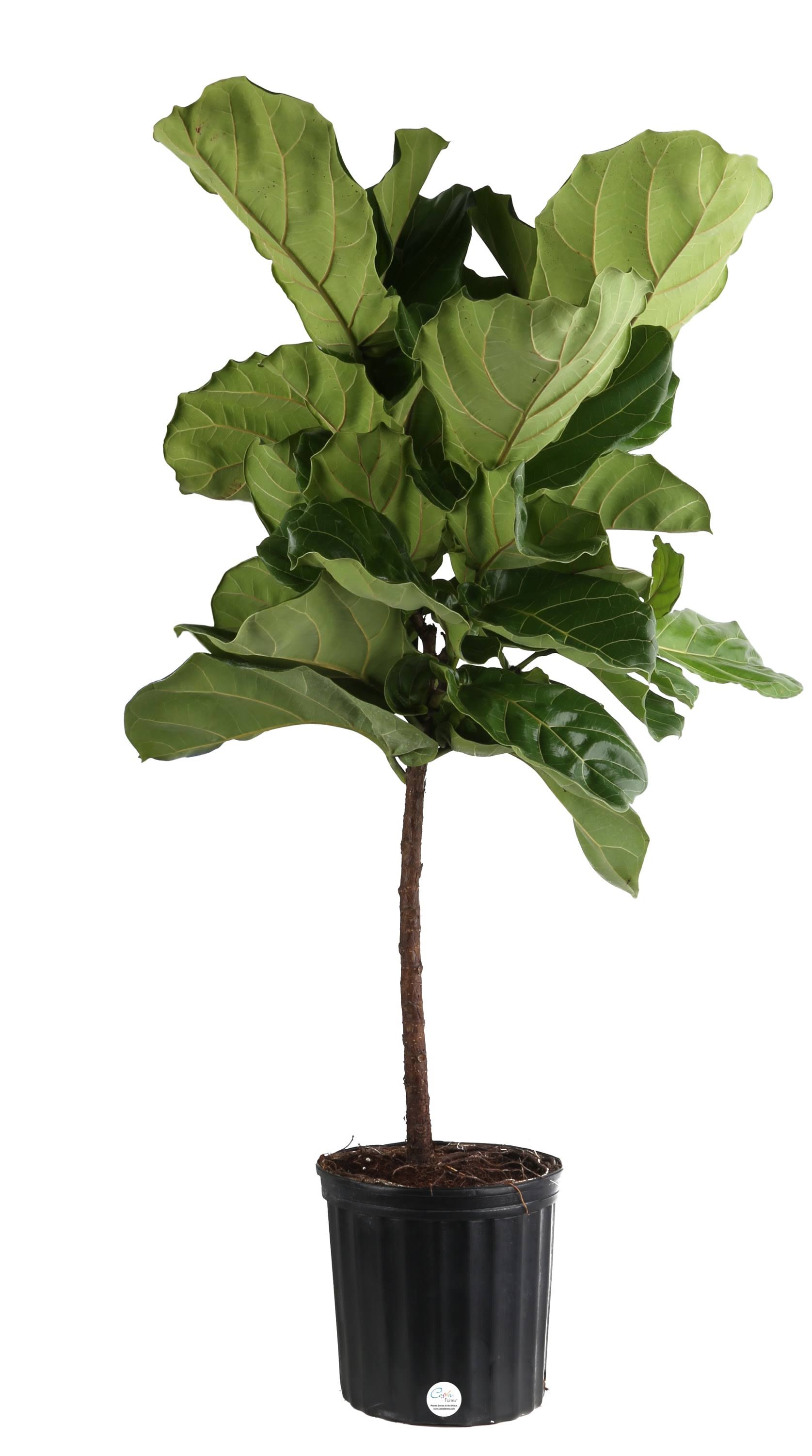 Costa Farms Fiddle Leaf Fig House Plant in 10-in Pot | L-4FL-G-POT-01-LW