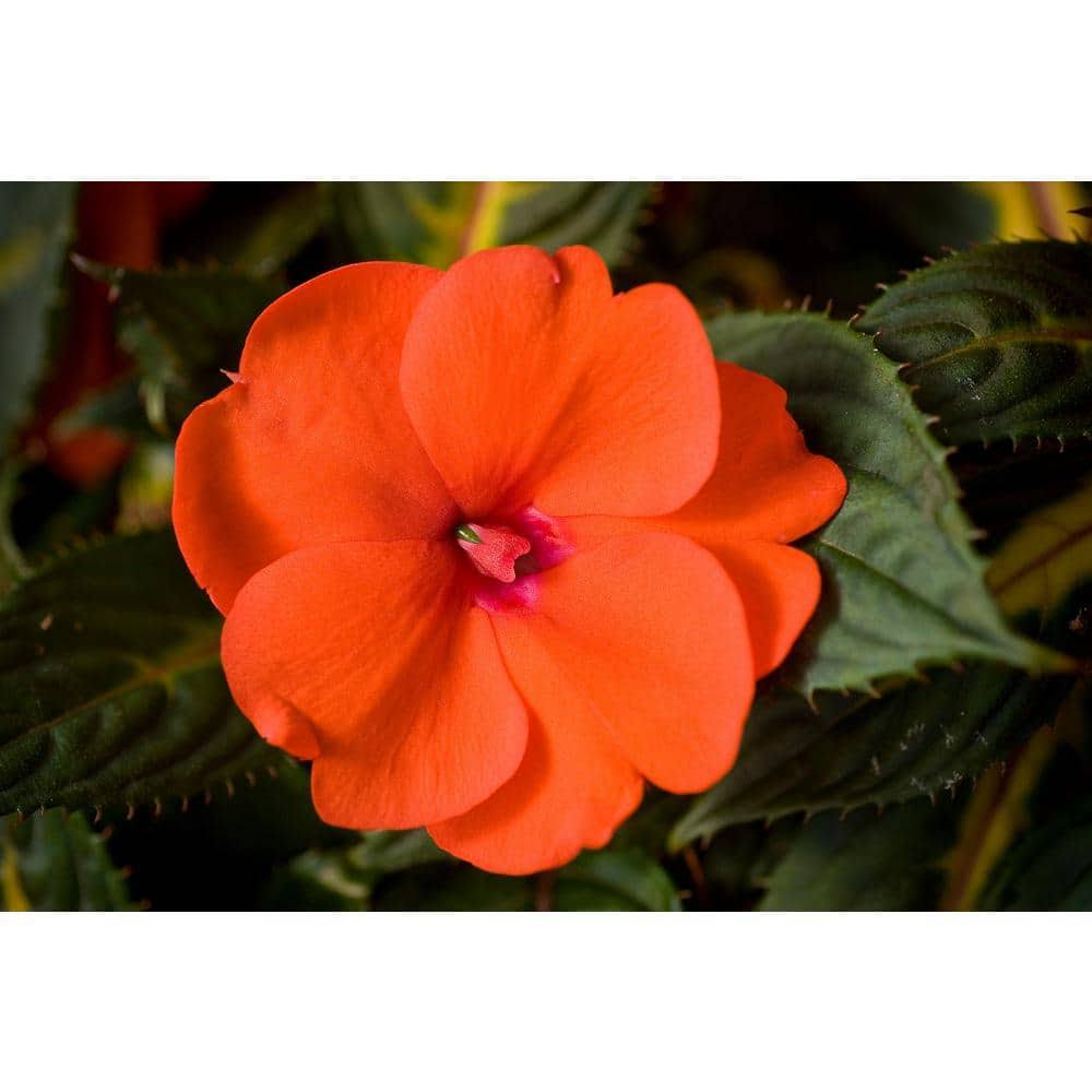 SunPatiens 1 Qt. Orange Impatien Outdoor Annual Plant with Orange Flowers in 4.7 in. Grower's Pot (4-Plants)