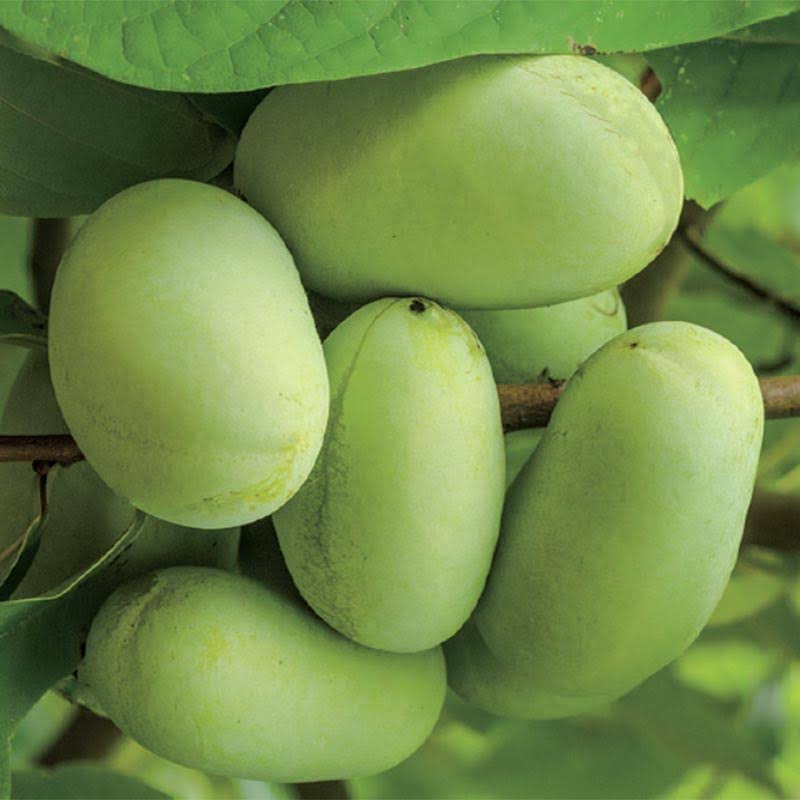 Paw Paw Tree