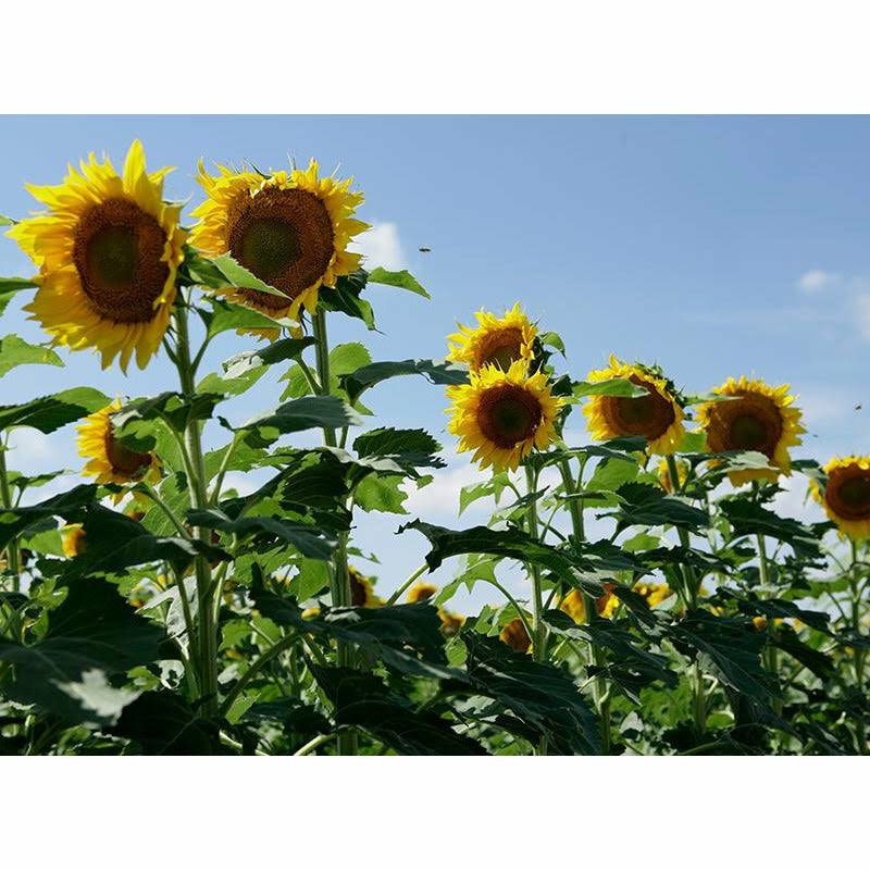 Clearfield Lonesome Dove Sunflower Seeds - 25 lbs - Seed Barn
