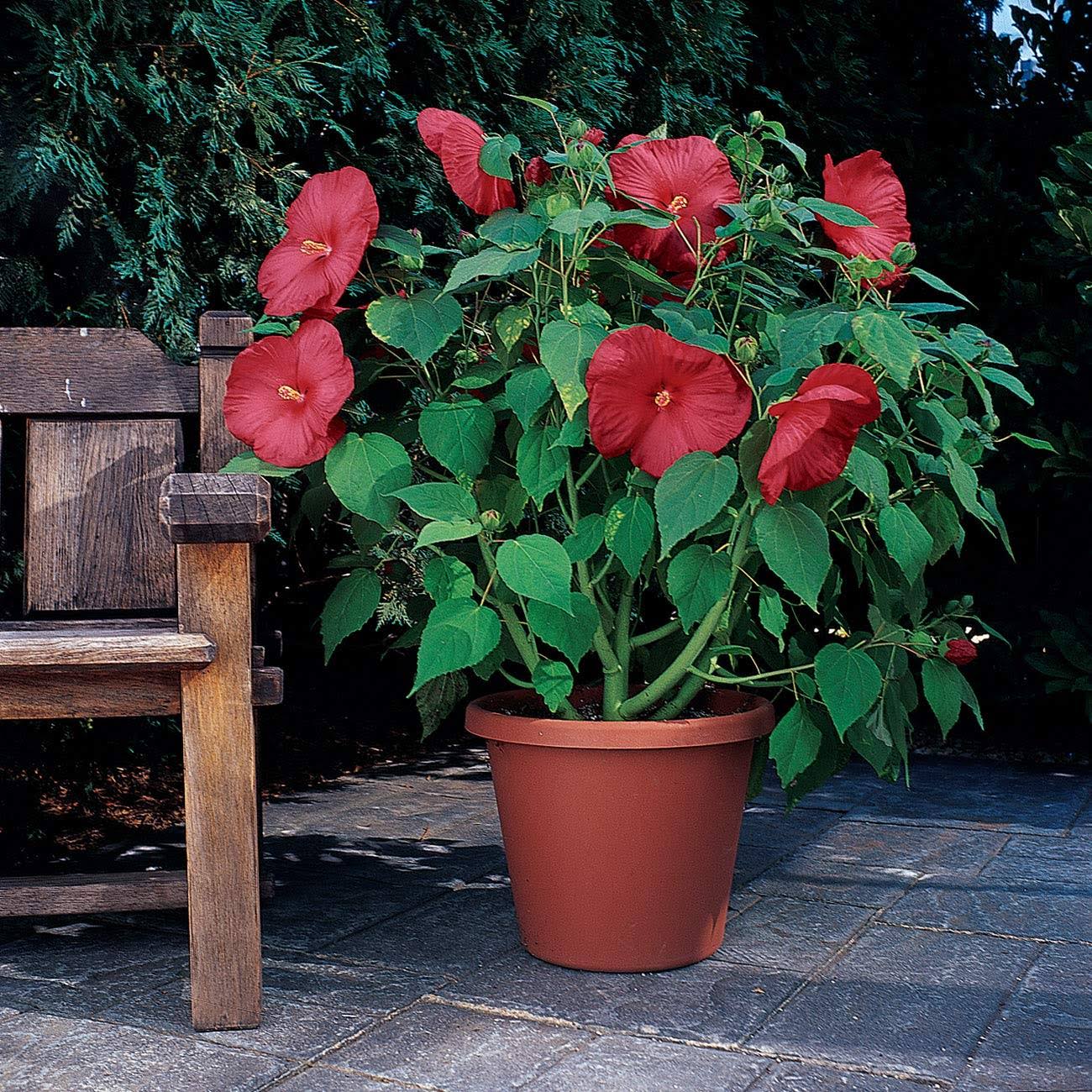 Outsidepride Hibiscus Seeds - Luna Red - 10 Seeds