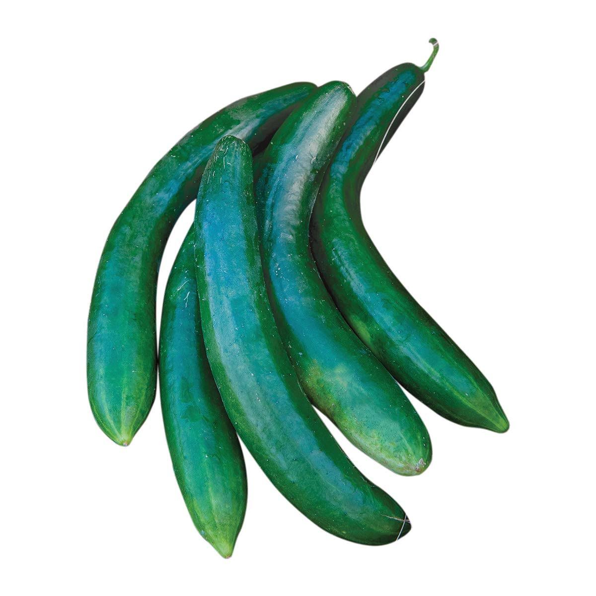 Burpee Summer Dance Cucumber Seeds 15 Seeds