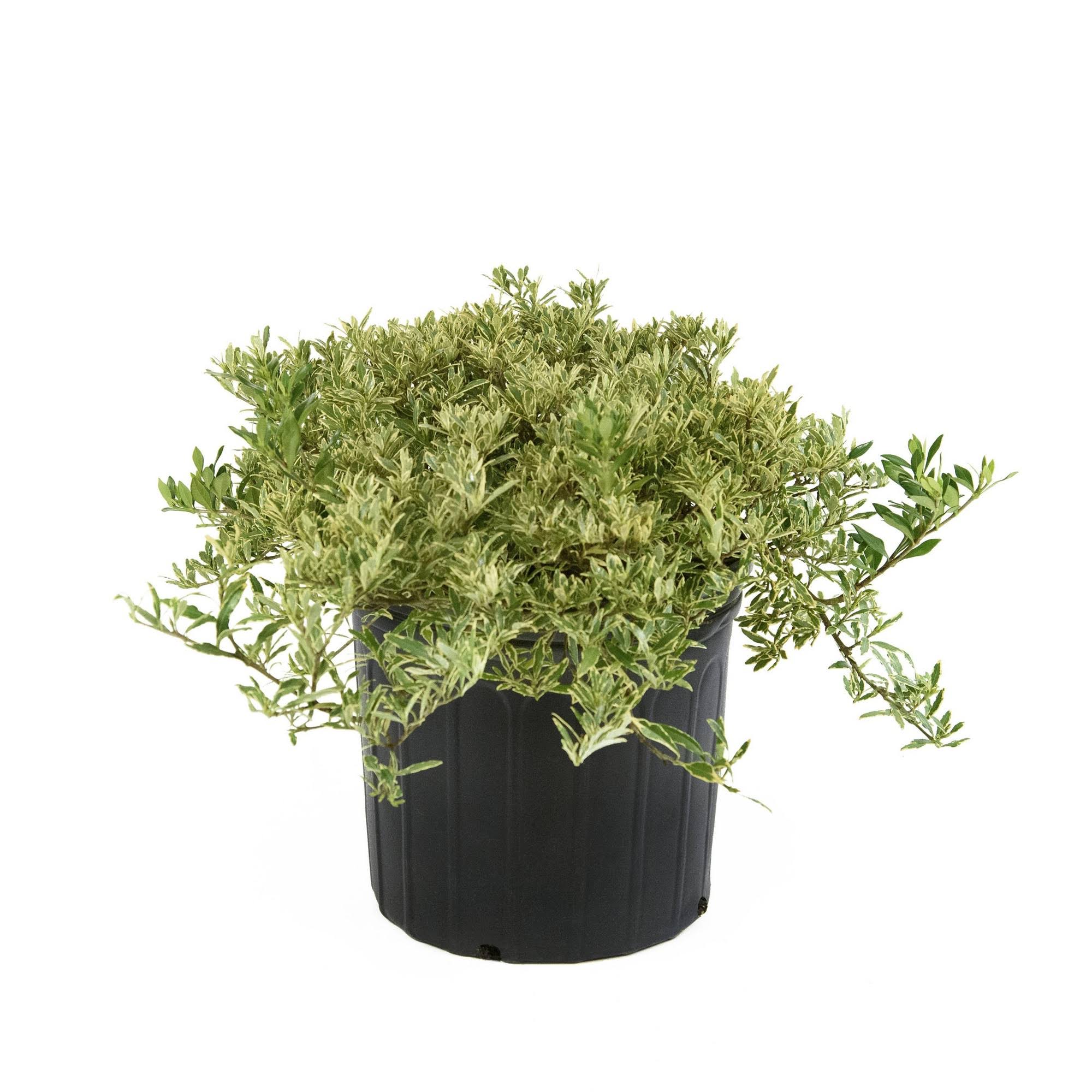 2.25gal Variegated Radicans Gardenia Plant White Blooms - National Plant Network